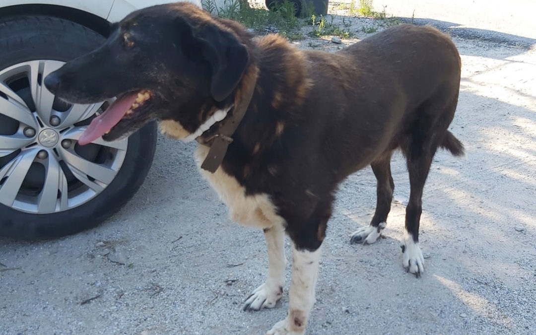 Βρέθηκε θηλυκό σκυλάκι στη Χρυσή Ακτή Παναγιάς