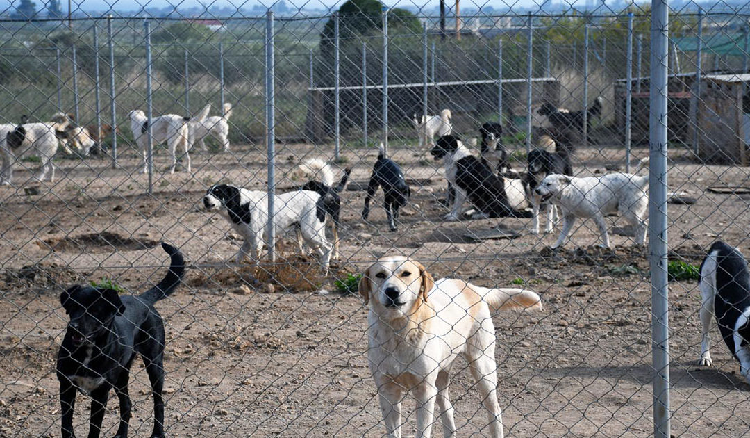Απολογισμός λειτουργίας καταφυγίου 2025